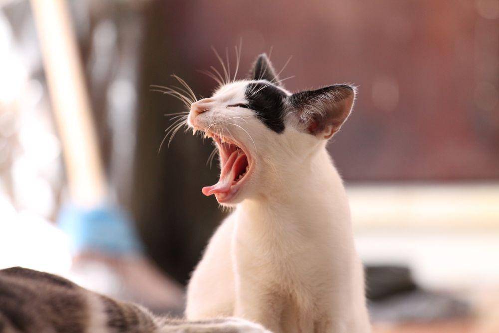 ilustrasi kucing menguap (pexels.com/Pixabay)
