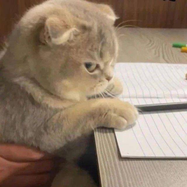 ilustrasi kucing lagi ngambek (instagram.com/kucingimutcomel)