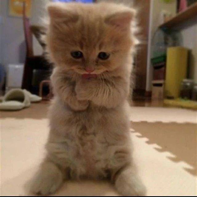 ilustrasi kucing lagi ngambek (instagram.com/kucingimutcomel)