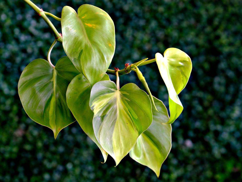 ilustrasi philodendron (pixabay.com/ignartonosbg)