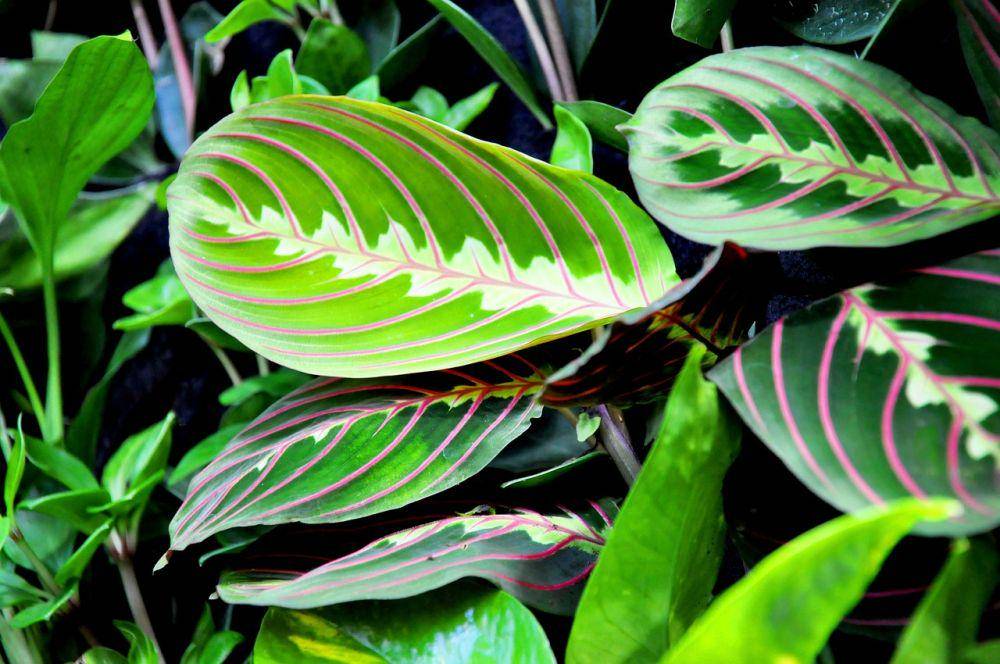 ilustrasi Maranta (pixabay.com/szjeno09190)