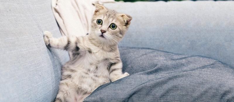 5 Alasan Mengapa Kamu Perlu Memvaksinasi Kucing Peliharaan