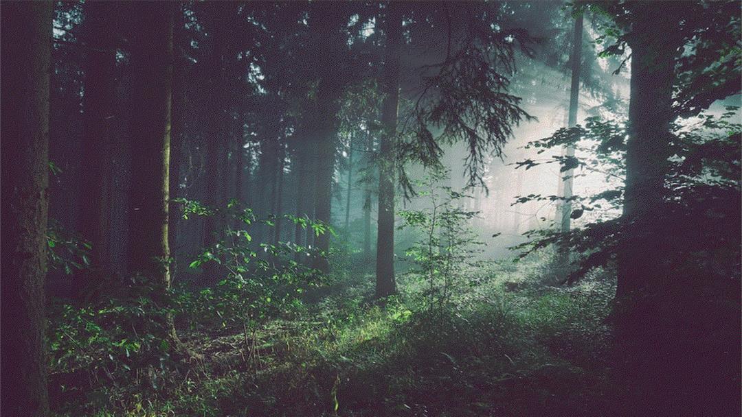 7 Fakta Mengerikan Hutan Bunuh Diri di Aokigahara Jepang