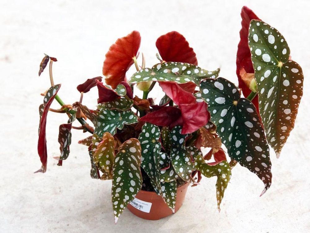 begonia (instagram.com/modelcicek_)