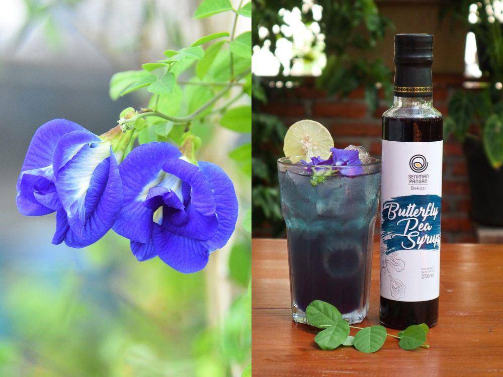 bunga telang dan sirup bunga telang (pixabay.com/haphamcamera | instagram.com/senimanpangan)
