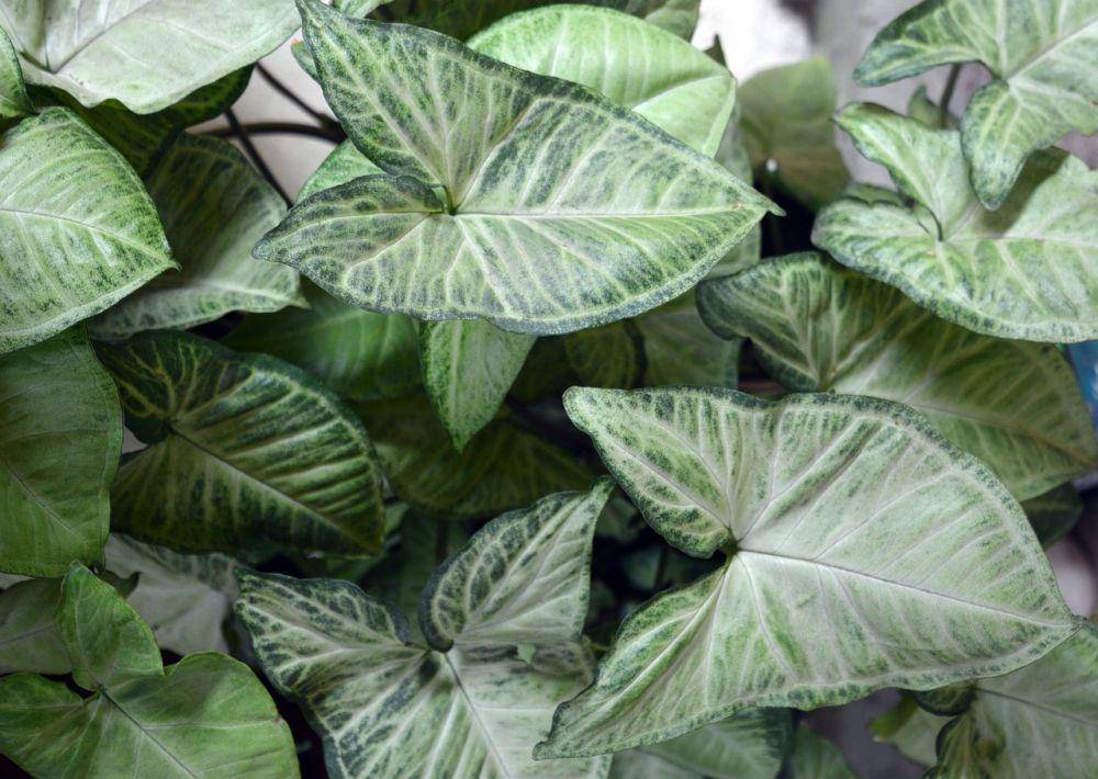 ilustrasi syngonium (pixabay.com/Daniela_B_Jofré)