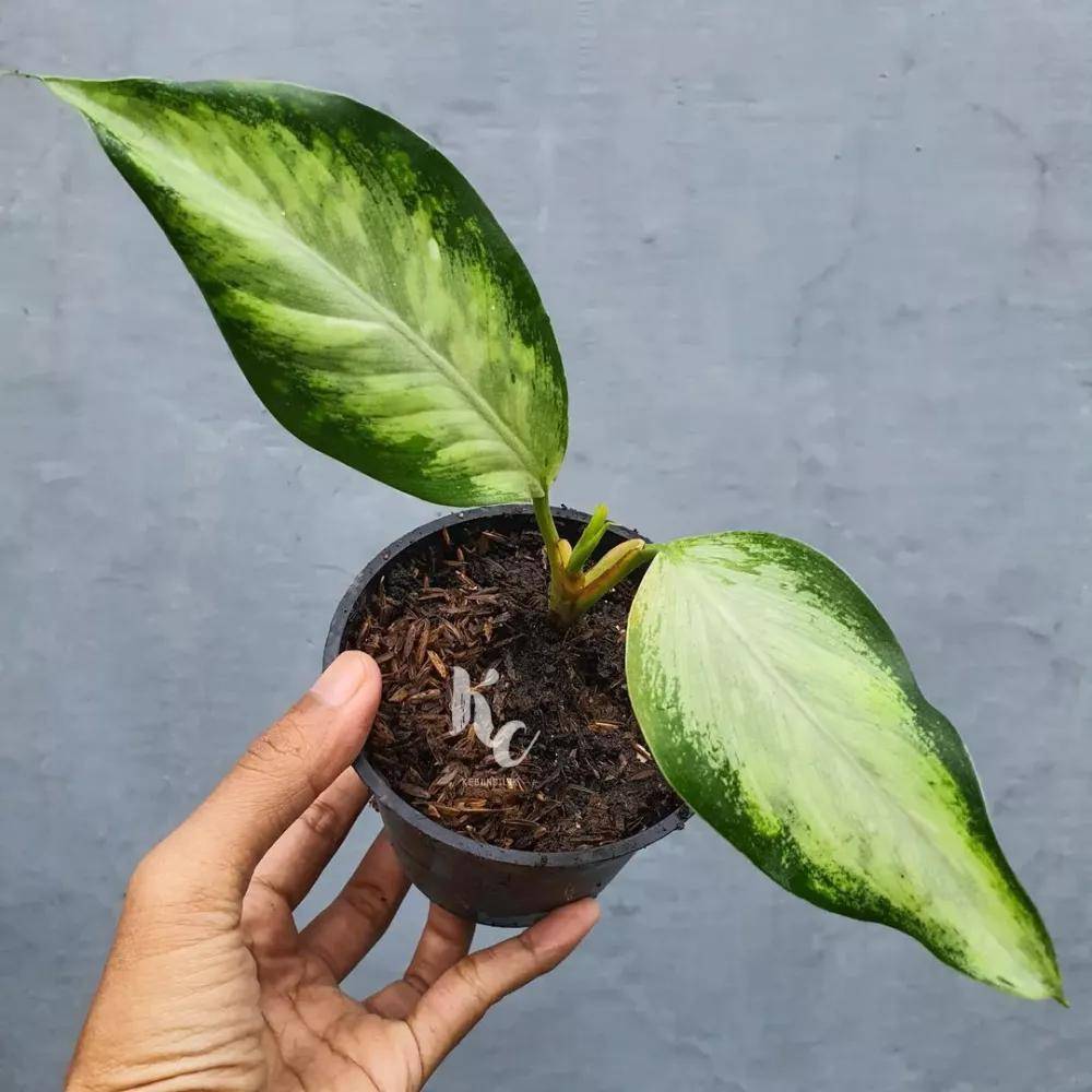 ilustrasi tanaman sri rezeki (instagram.com/kebun.cilik)