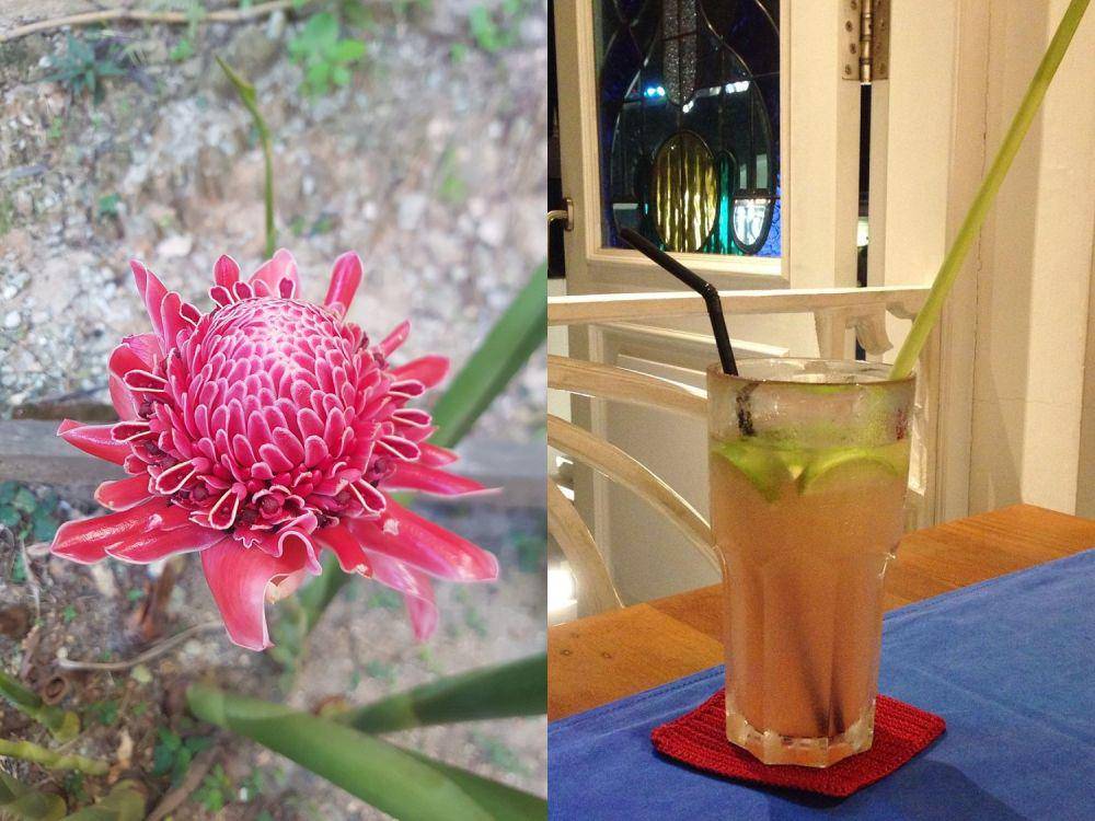 bunga kecombrang dan minuman dari sirup kecombrang (pixabay.com/bumikita | instagram.com/luluknihayati)
