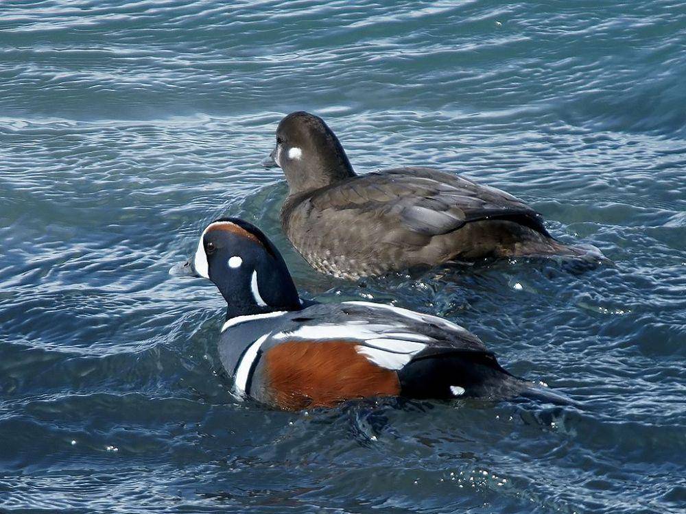 bebek harlequin (commons.wikimedia.org/Hans Hillewaert)