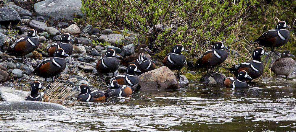 bebek harlequin (commons.wikimedia.org/Delta WSR)
