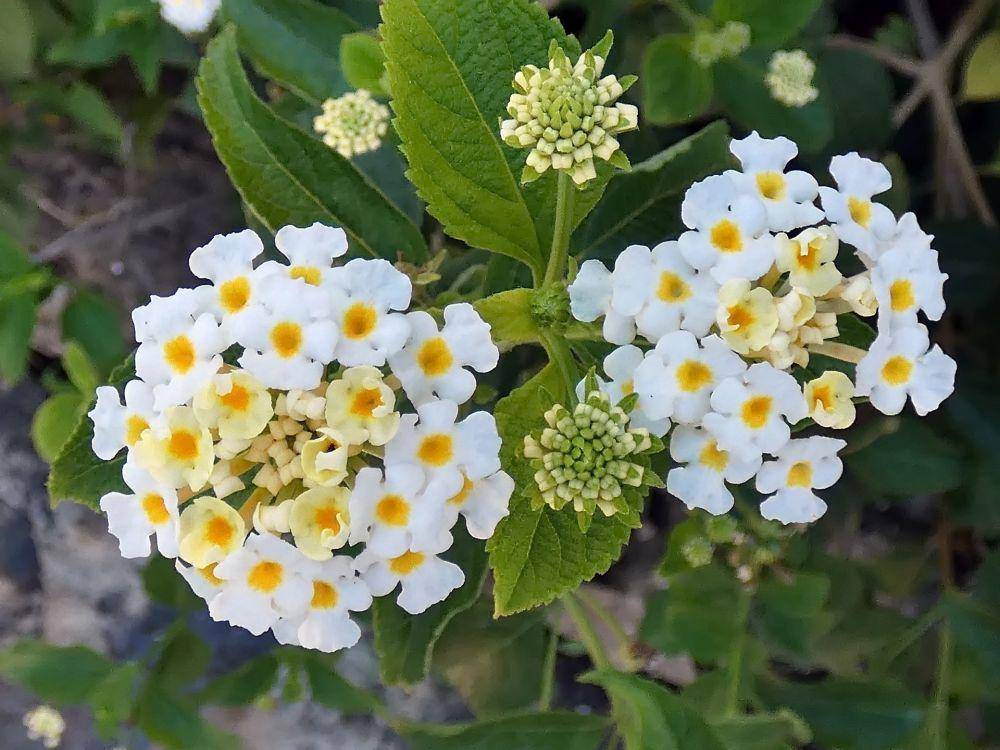 bunga lantana (pixabay.com/DEZALB)
