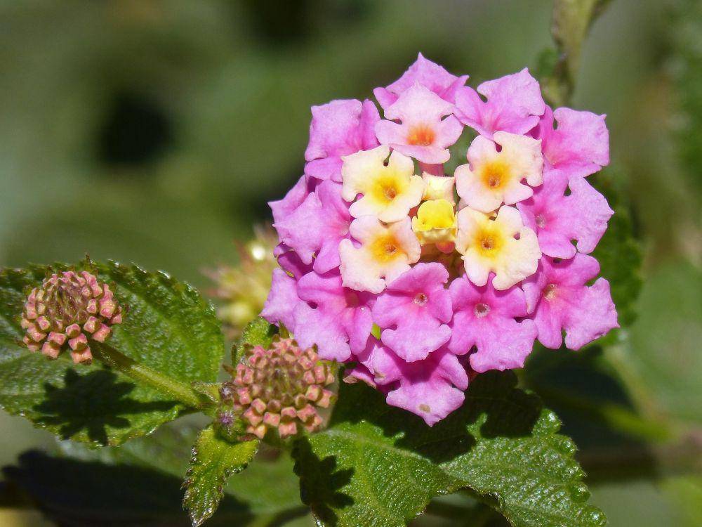 bunga lantana (pixabay.com/makamuki0)