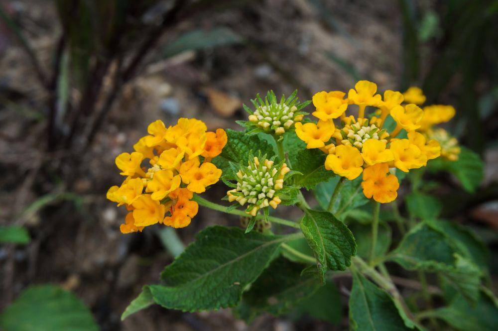 bunga lantana (pixabay.com/najibzamri)