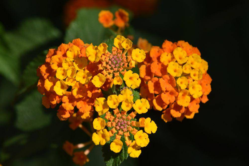bunga lantana (pixabay.com/papazachariasa)