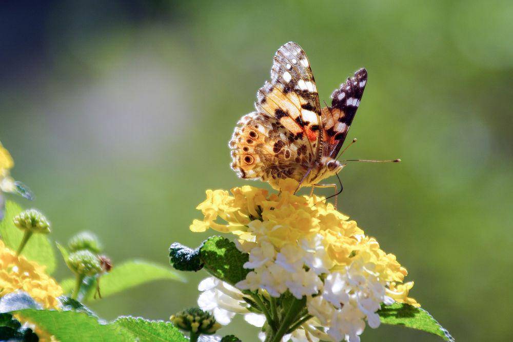 bunga lantana (pixabay.com/valtercirillo)