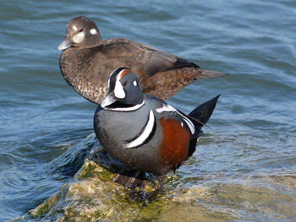 bebek harlequin (commons.wikimedia.org/peggycadigan)