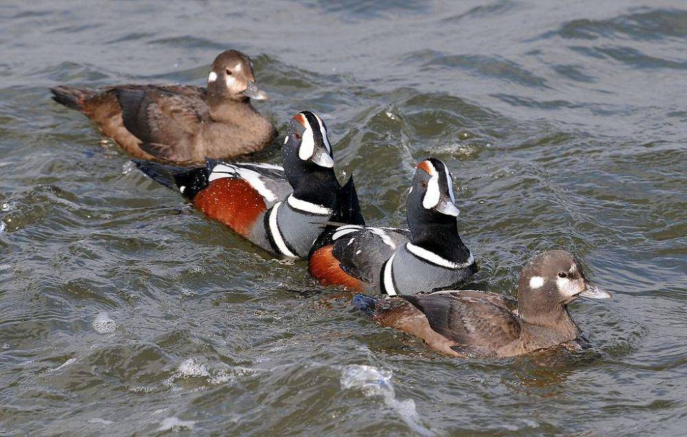 bebek harlequin (commons.wikimedia.org/Peter Massas)
