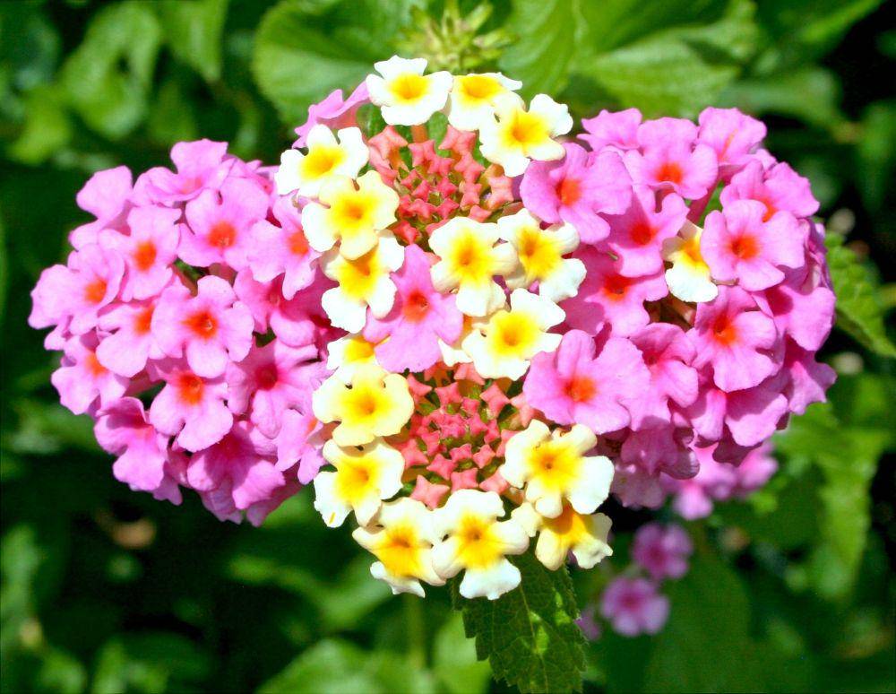 bunga lantana (pixabay.com/JamesDeMers)