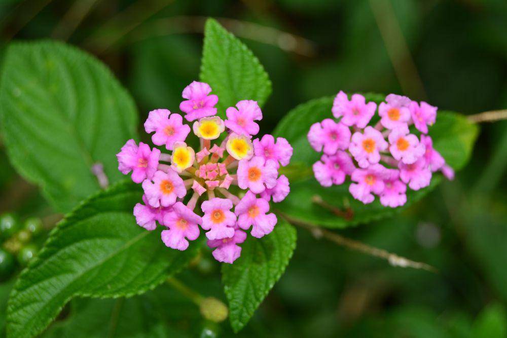 bunga lantana (pixabay.com/WhiskerFlowers)
