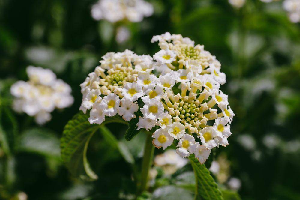 bunga lantana (pixabay.com/jensphotography)