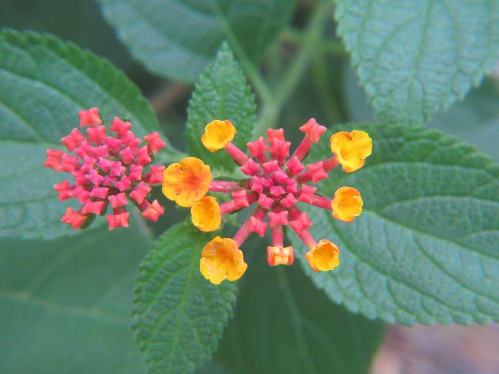 bunga lantana (pixabay.com/GeorgeB2)
