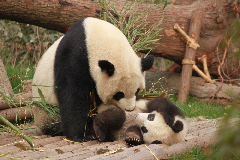 Fakta Panda Ya Ya Diduga Telantar, Benarkah akan Dipulangkan?