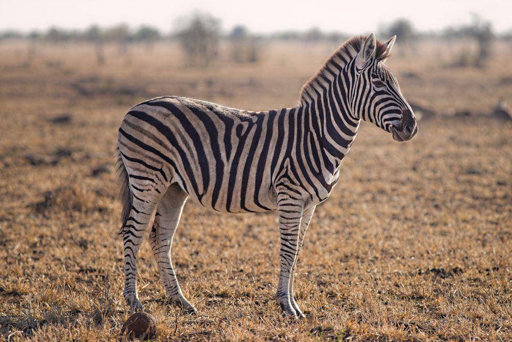 Zebra (pexels.com/Adriaan Greyling)
