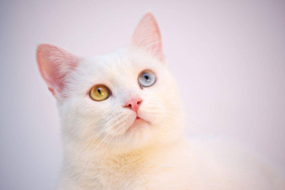 ilustrasi kucing (pexels.com/Dids)