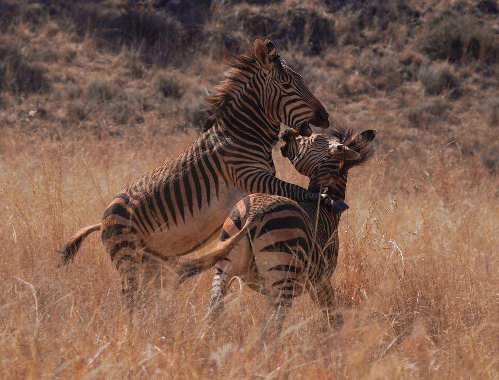 Zebra (pexels.com/Jan Venter)