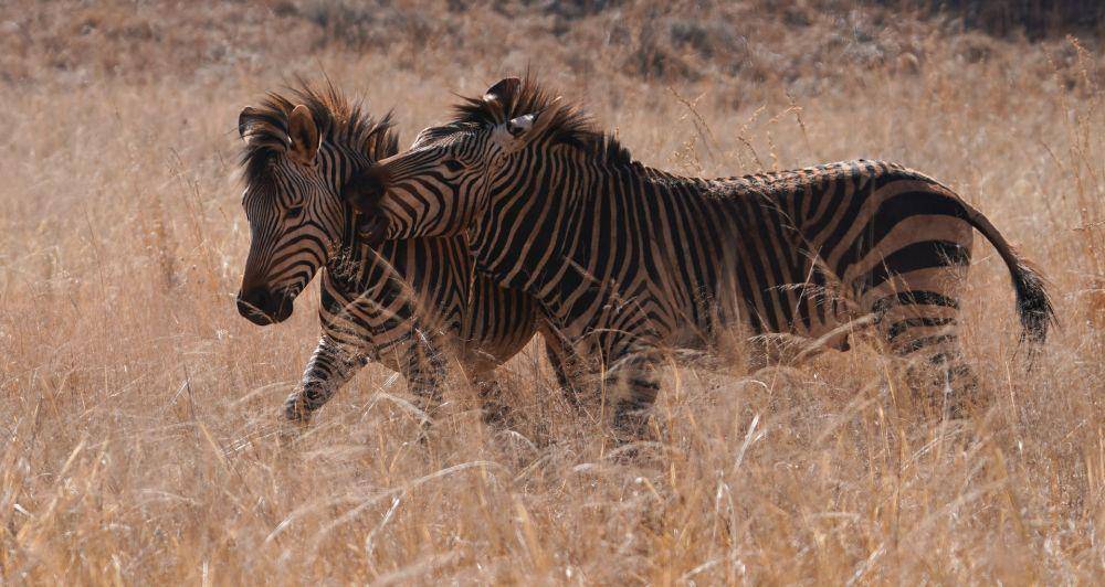 Zebra (pexels.com/Jan Venter)
