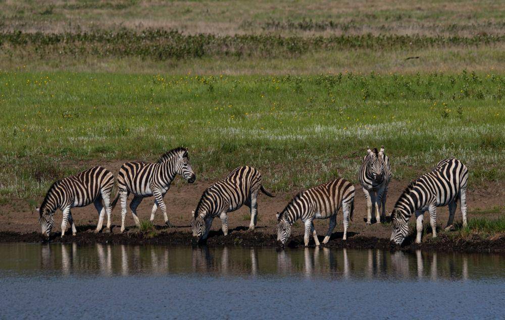 Zebra (pexels.com/Magda Ehlers)