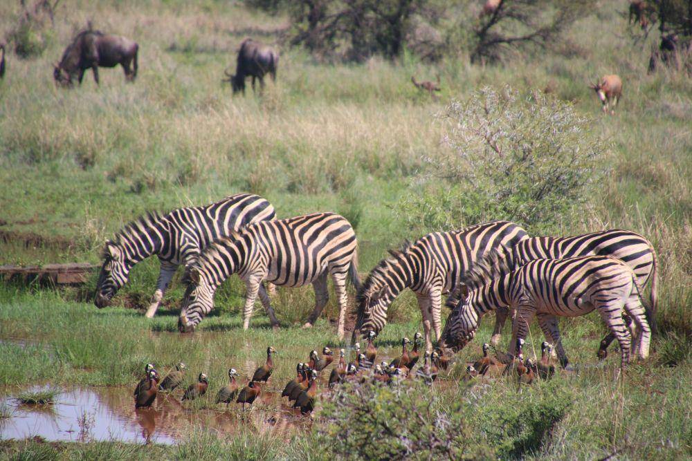 Zebra (pexels.com/Magda Ehlers)