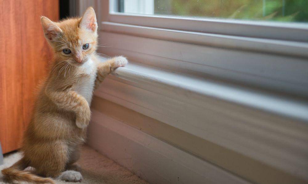 ilustrasi anak kucing (pexels.com/Thomas K)