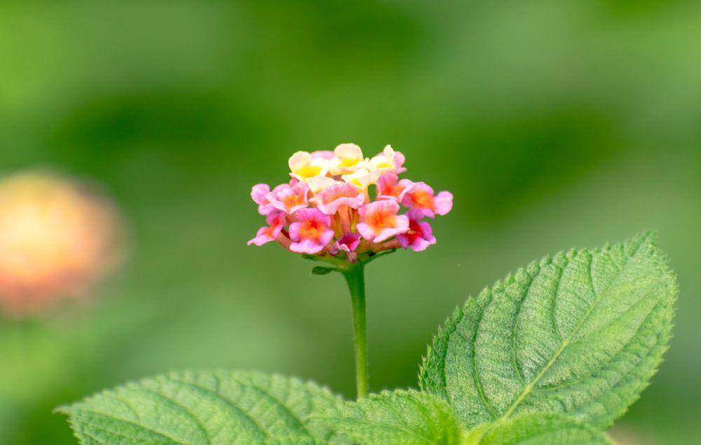 bunga lantana (pixabay.com/balouriarsjesh)