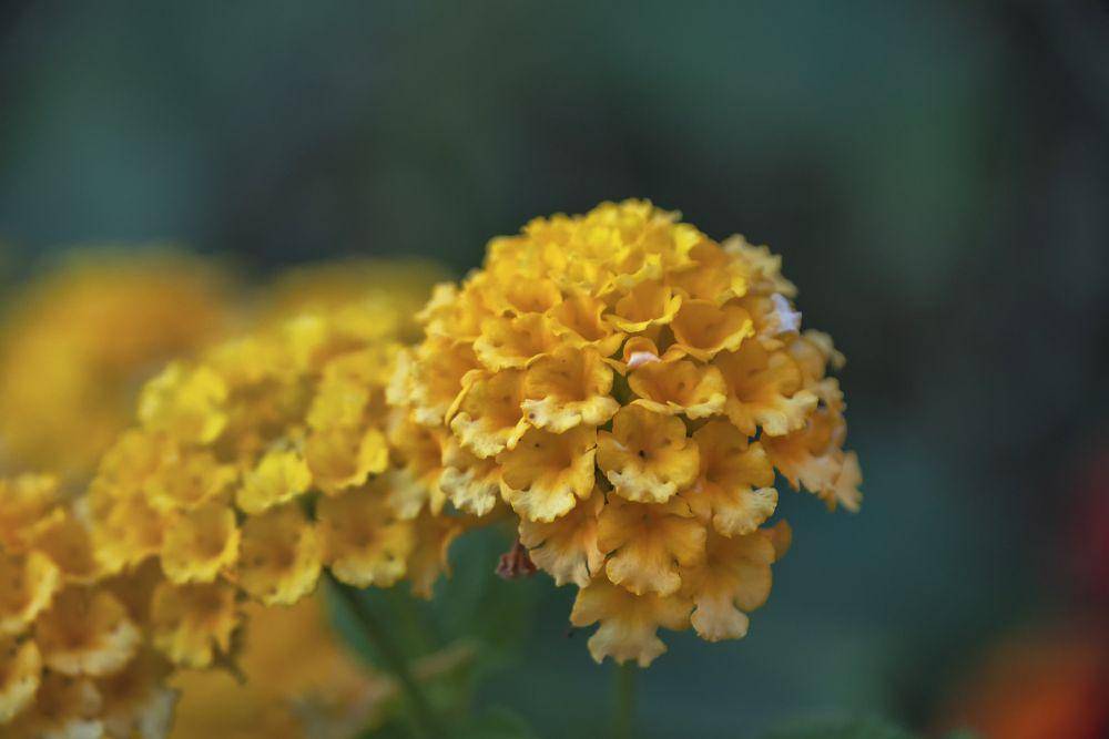 bunga lantana (pixabay.com/ELG21)