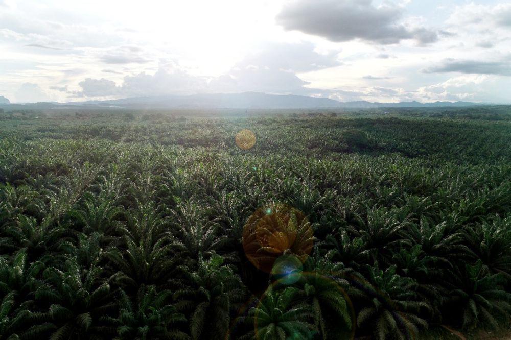 Kebun PT Teladan Prima Agro Tbk (TLDN) yang terletak di Kalimantan Timur. (dok. Humas PT Teladan Prima Agro)
