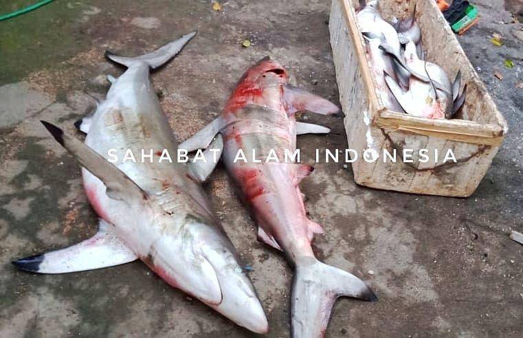 Hiu yang ditangkap nelayan Kabupaten Malang. (Dok Sahabat Alam Indonesia)
