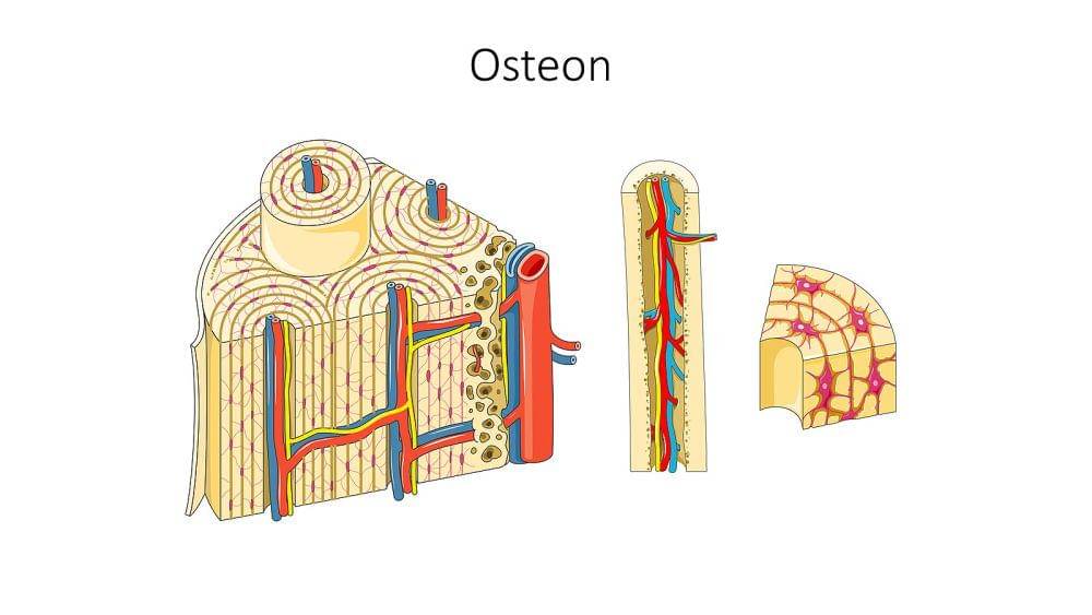 ilustrasi osteon (commons.wikimedia.org/Laboratories Servier)