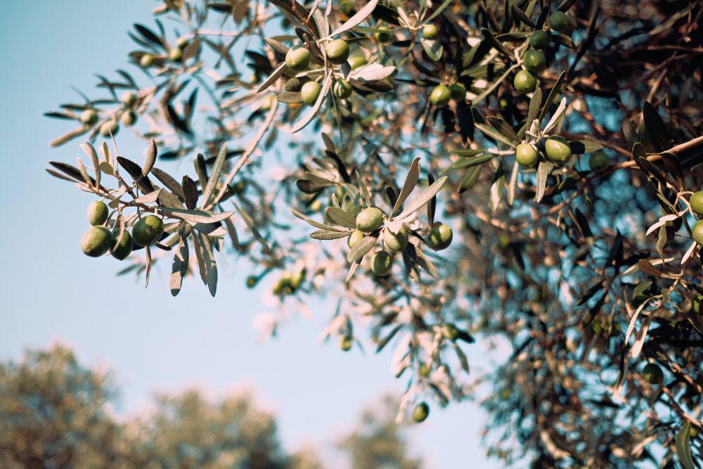 Pohon zaitun (unsplash.com/Emre)