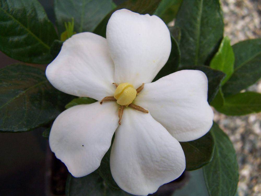 bunga kacapiring (pixabay.com/luciabarabino)