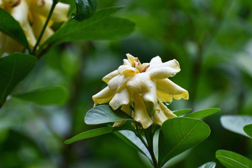 bunga kacapiring (pixabay.com/ManMensch)