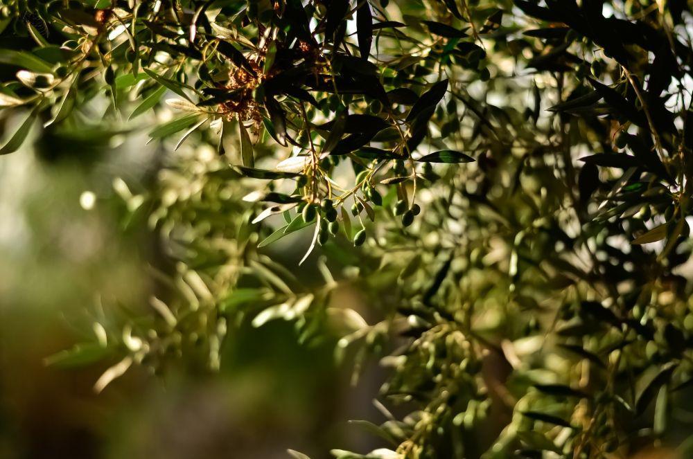 Pohon zaitun (pexels.com/Julia Sakelli)