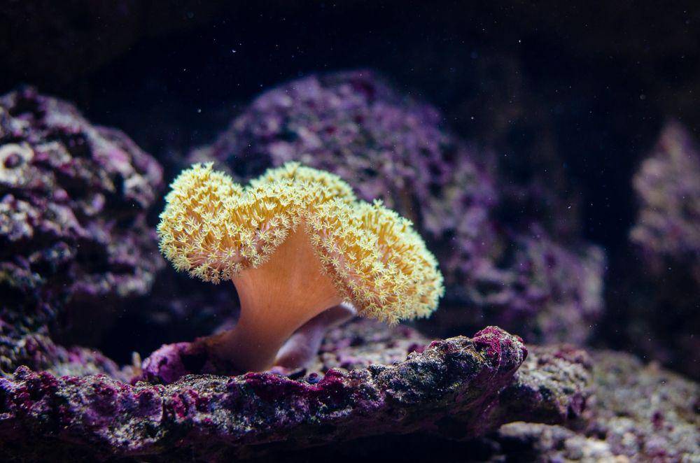 ilustrasi porifera (pexels.com/Flickr)
