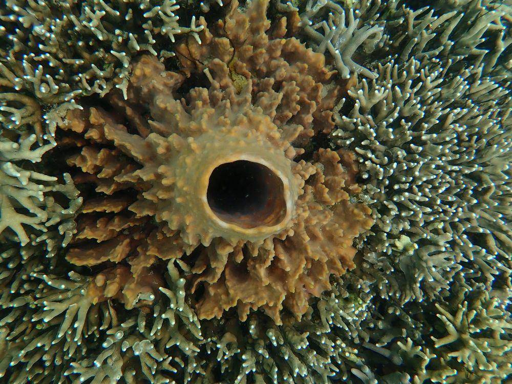ilustrasi porifera (pexels.com/Roger Gasper)