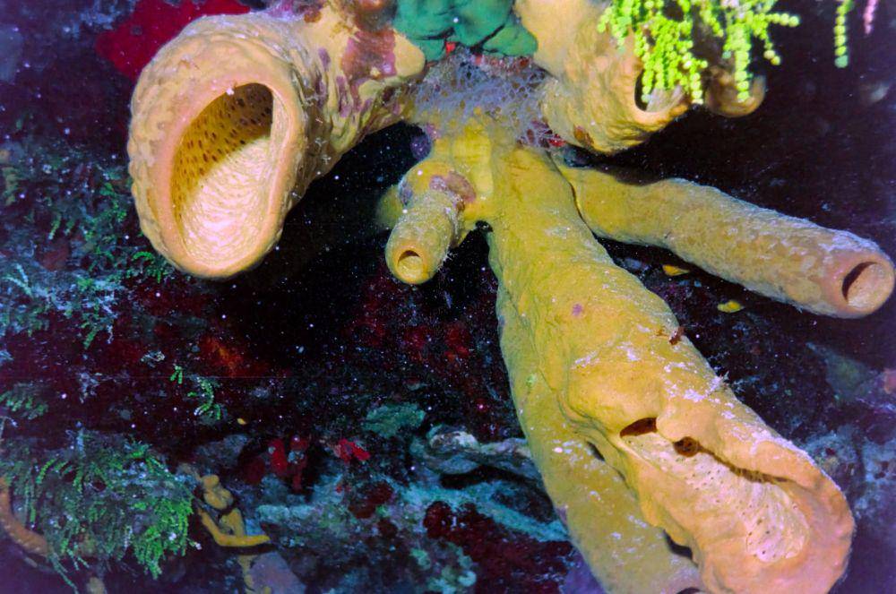 ilustrasi porifera (pexels.com/James Lee)
