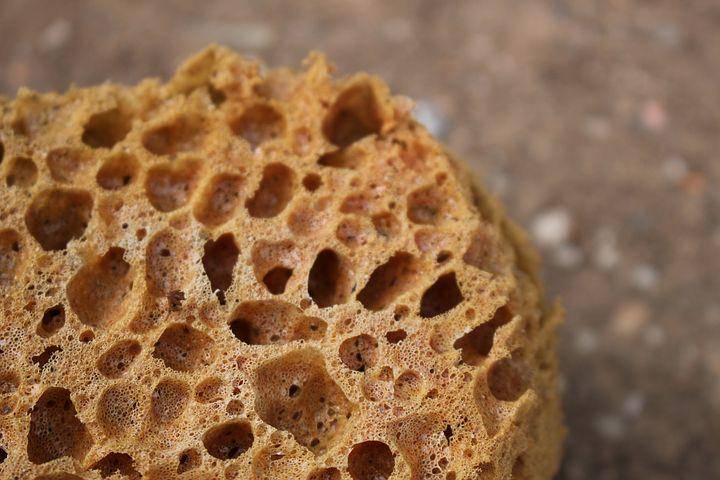 ilustrasi porifera (pixabay.com/One-Small-Step)