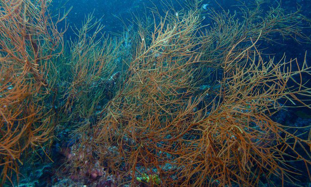 black corals (commons.wikimedia.org/Bernard DUPONT)