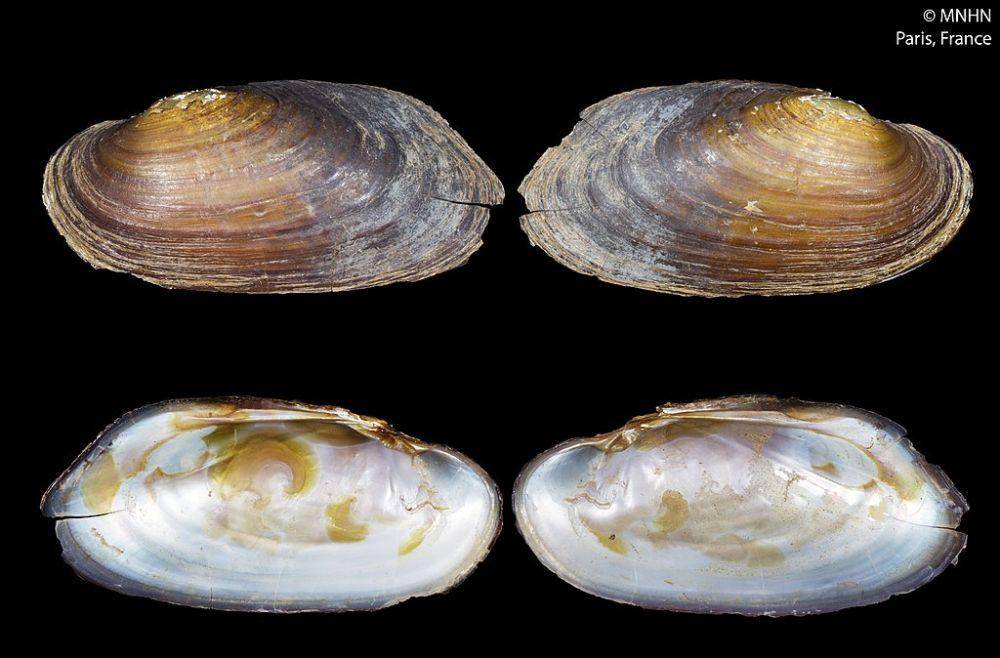 Margaritifera margaritifera (commons.wikimedia.org/Manuel CABALLER)