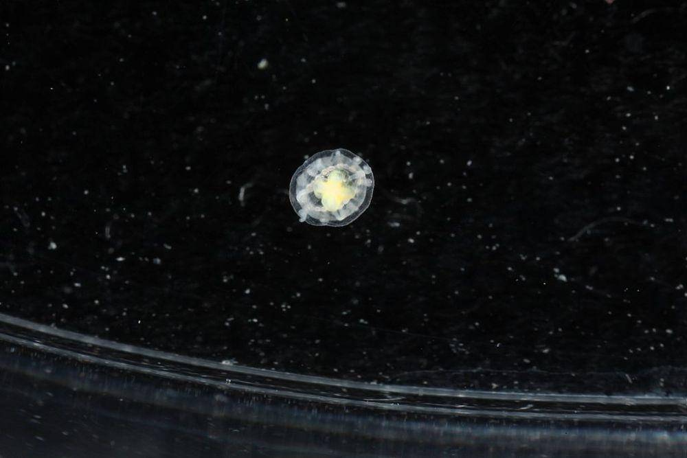 Turritopsis dohrnii (commons.wikimedia.org/Dr. Karen J. Osborn)