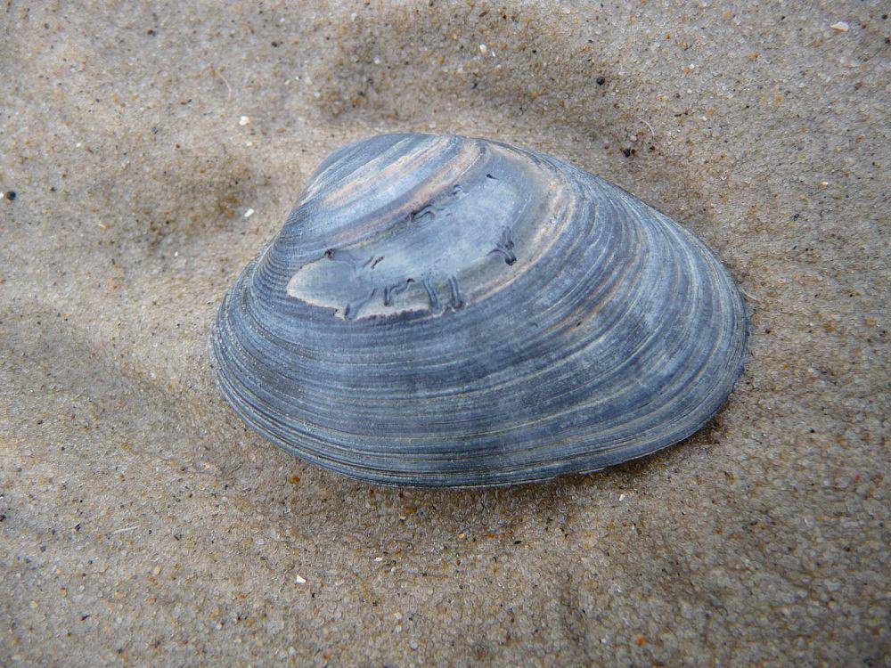 Ocean quahog clams (commons.wikimedia.org/Spülsaum der ostfriesischen Nordseeinsel Juist)